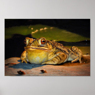 Póster Big Fat Toad
