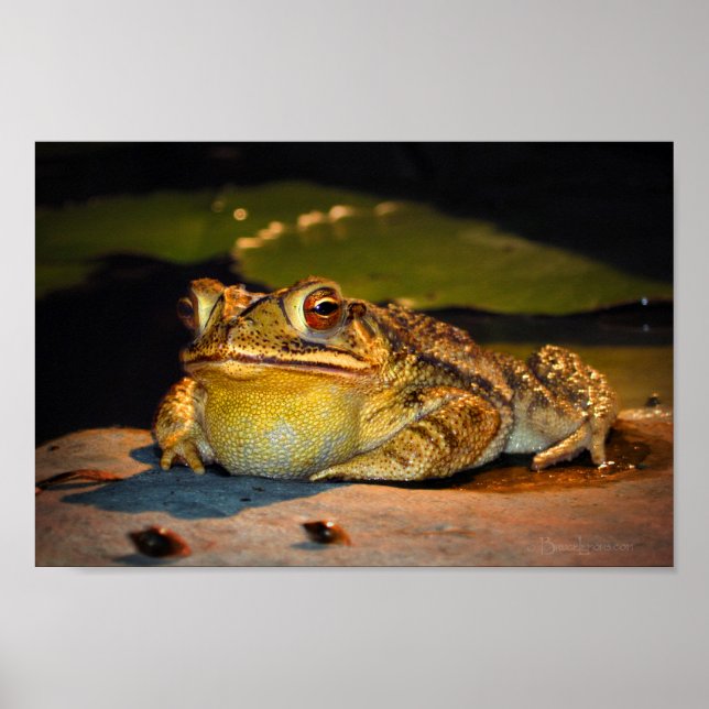 Póster Big Fat Toad (Frente)