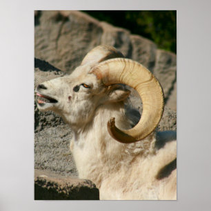 Póster Big Horn Sheep Laughing