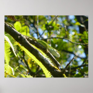 PÓSTER BIG ISLAND GECKO