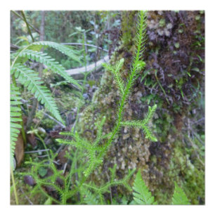 PÓSTER BIG ISLAND HAWAII FERNS