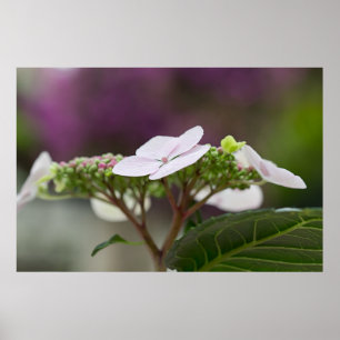 Póster Big Leaf Hydrangea