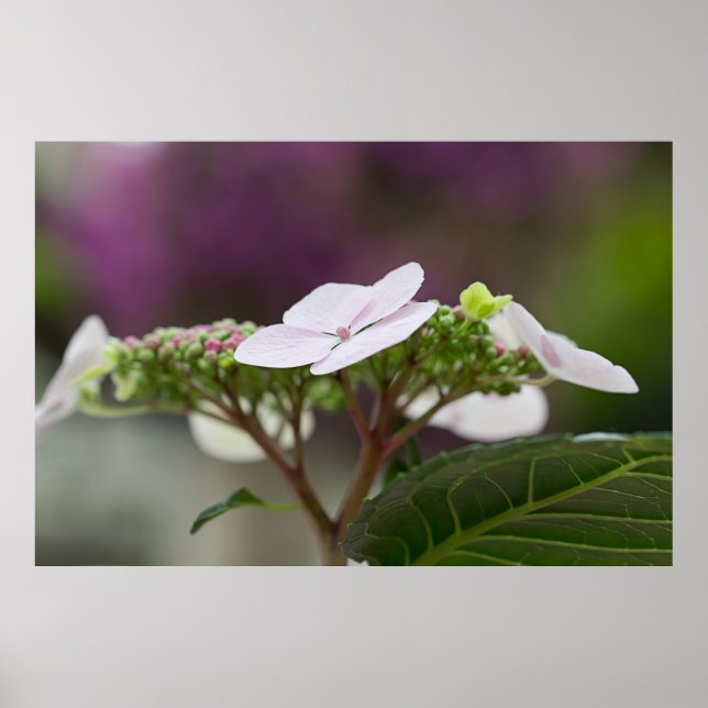Póster Big Leaf Hydrangea (Frente)