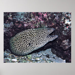 Póster Big Leopard Moray