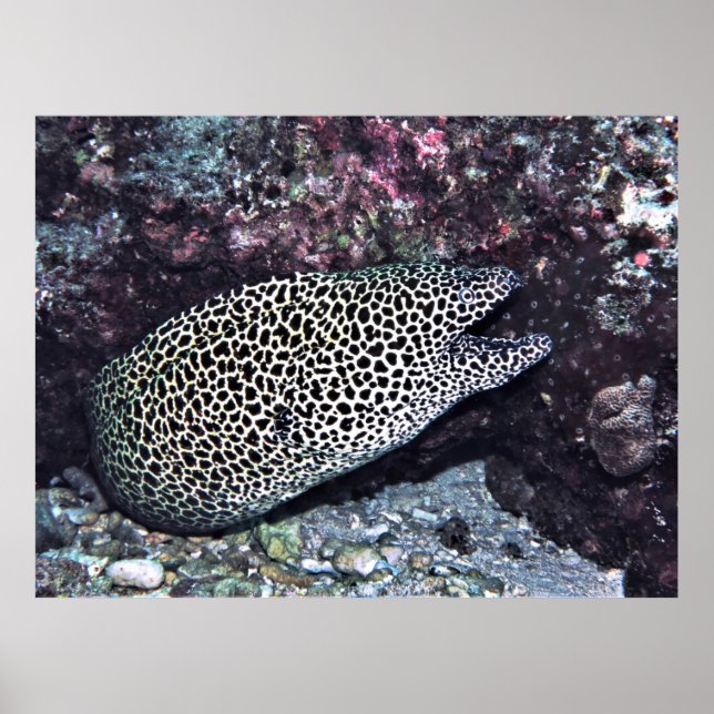Póster Big Leopard Moray (Frente)
