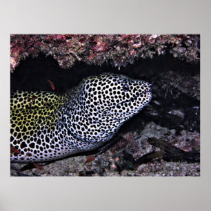 Póster Big Leopard Moray