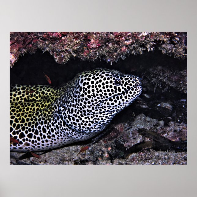Póster Big Leopard Moray (Frente)