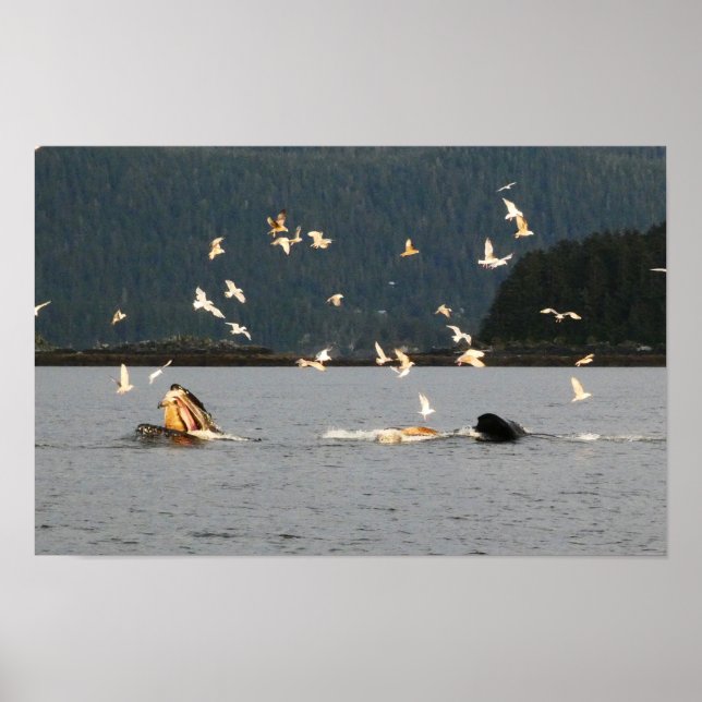 Póster big mouth humpback (Frente)