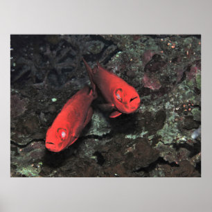 Póster Big 'Ol Pair of Bigeyes