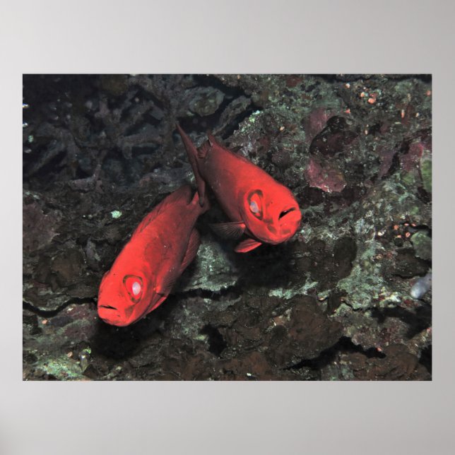 Póster Big 'Ol Pair of Bigeyes (Frente)