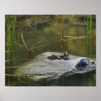 Big Old Bullfrog Pond Nature
