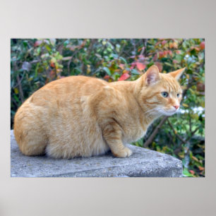 Póster Big Red Tabby
