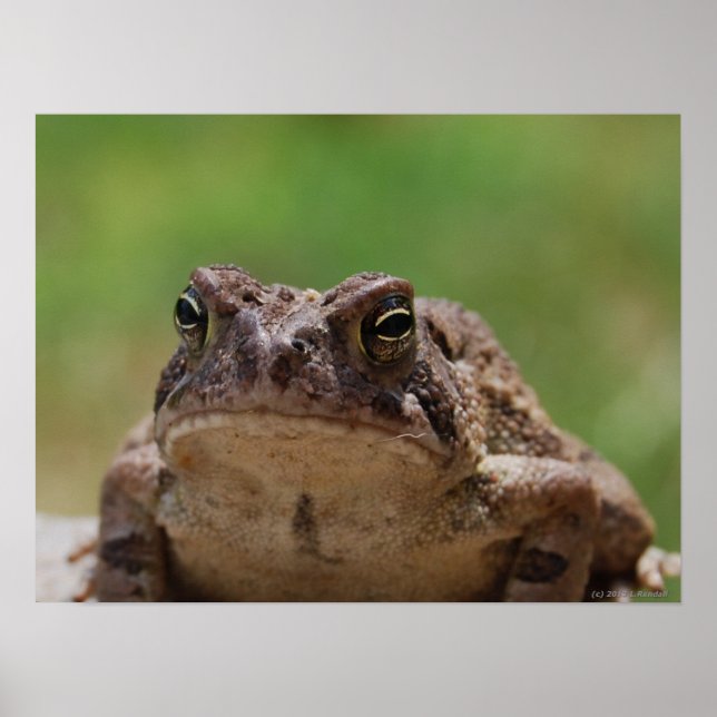 Póster Big Toad (Frente)