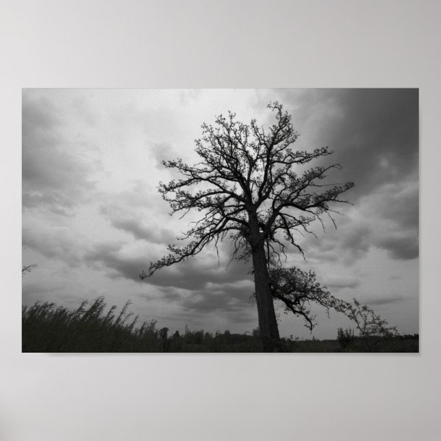 Póster Big Tree, Glacier Ridge Metropark, Dublín, Ohio (Frente)