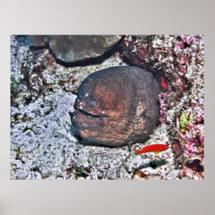 Póster Big Ugly Eel