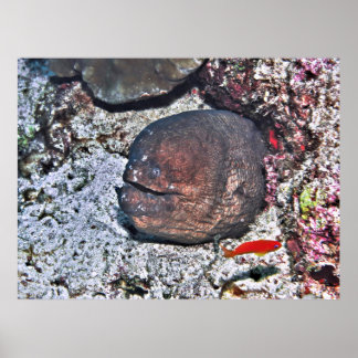 Póster Big Ugly Eel