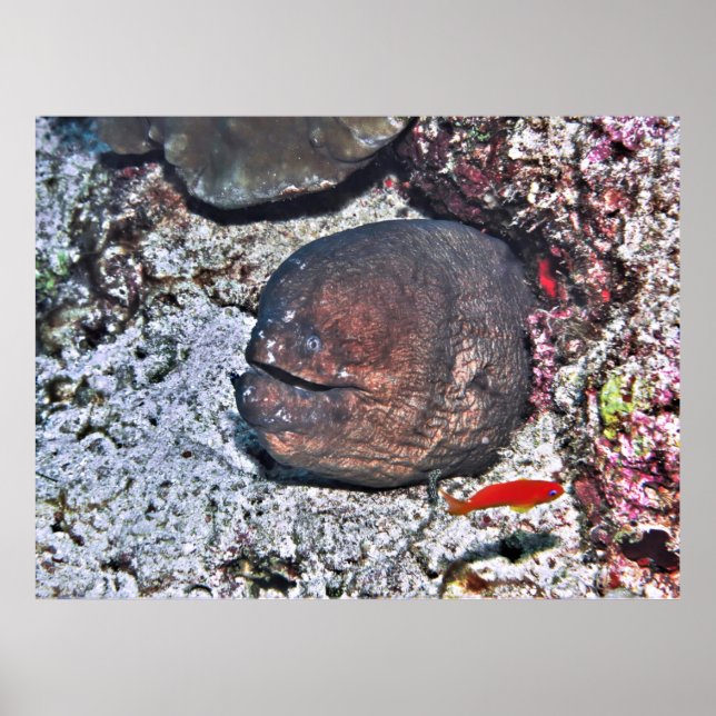 Póster Big Ugly Eel (Frente)