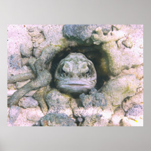 Póster Big Ugly Jawfish