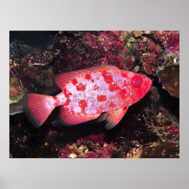 Póster Bigeo (Frente)