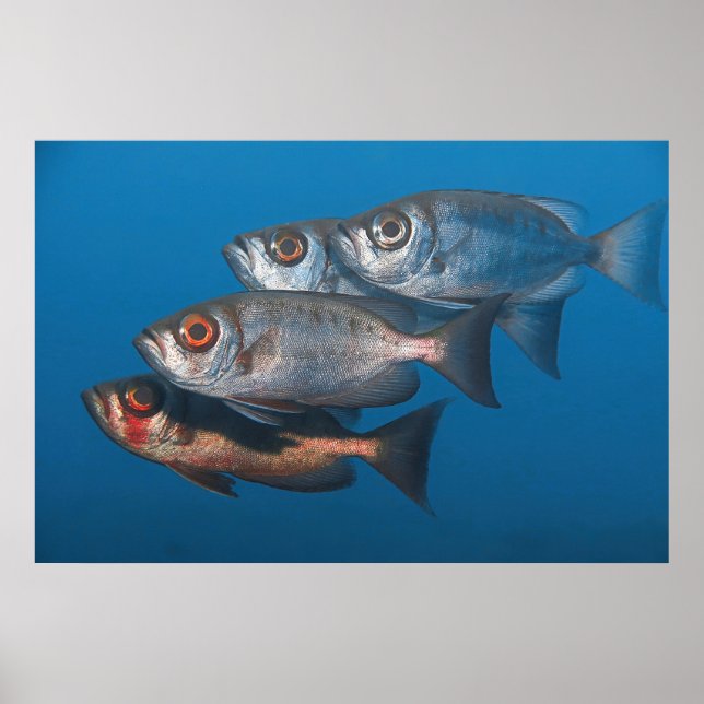 Póster Bigeyes (Frente)