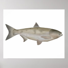 Póster Bighead Carp