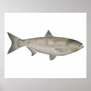 Póster Bighead Carp