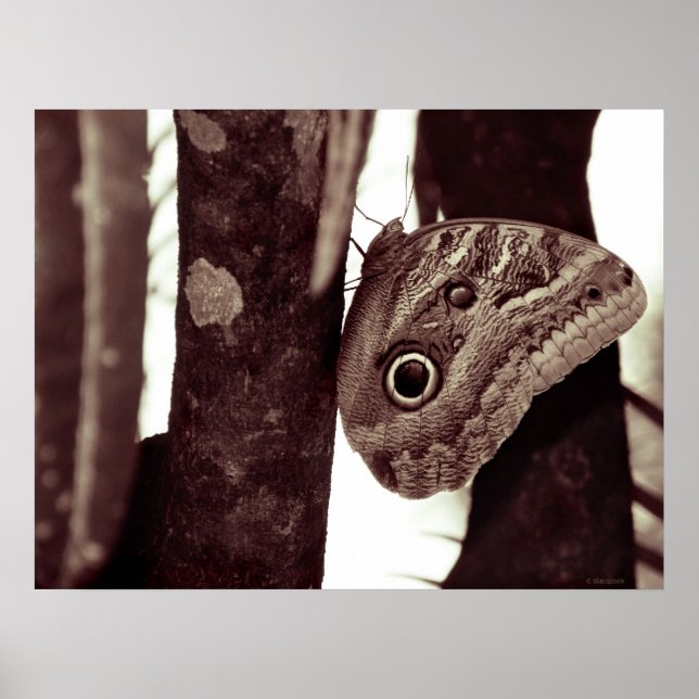 Póster biglúteo (Frente)