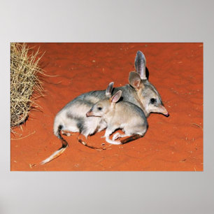 Póster Bilby y bebé descansan en el Poster del desierto