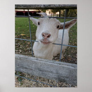 Póster Billy Goat