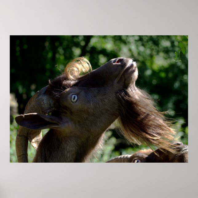 Póster Billy Goat (Frente)