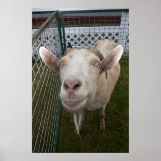 Póster Billy Goat