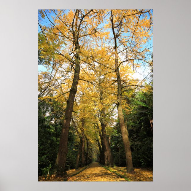 Póster Bilobos de Ginkgo (Frente)