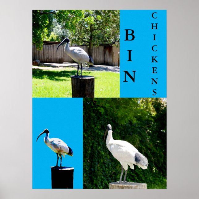 Póster Bin Chickens (Ibis) Poster (Frente)