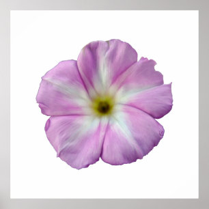 Póster Bindweed #1