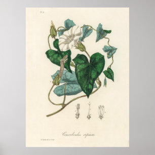Póster Bindweed (Convolvulus sepium) de la medicina botán
