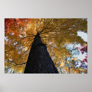 Póster Binghamton Octubre 2008 17