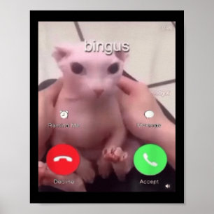 Póster Bingus Está Llamando A Sphinx Sin Pelo Gato Gato M