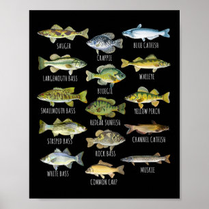 Póster Biología de las especies de peces Tipos de peces d