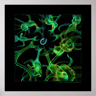 Póster Biología: predación