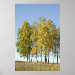 Póster Birch