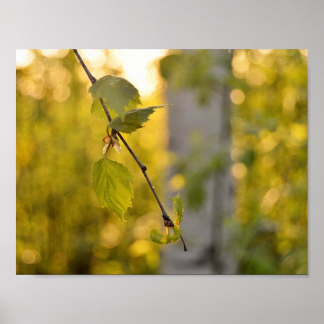 Póster Birch (Frente)