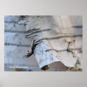 Póster Birch Bark