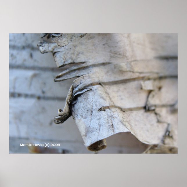 Póster Birch Bark (Frente)