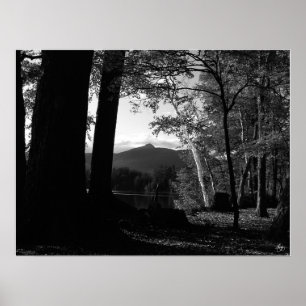 Póster Birch blanca en un Poster de Chocorua Sunset