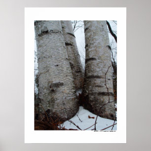 Póster Birch Grove Poster