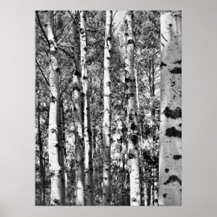 Póster Birch Grove Poster