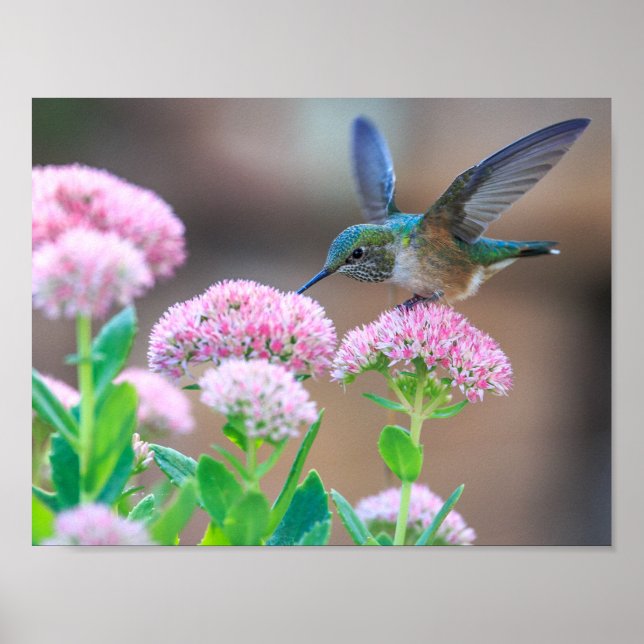 Póster Bird (Frente)