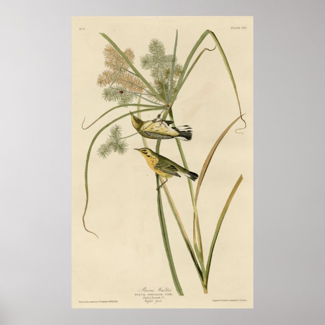 Póster Bird, America, Prairie Warbler, Audubon, Vintage (Frente)