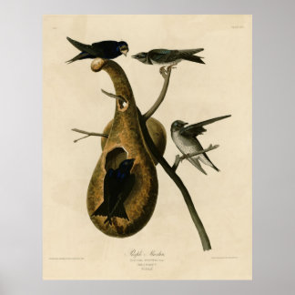 Póster Bird, America, Purple Martin, Audubon, Vintage