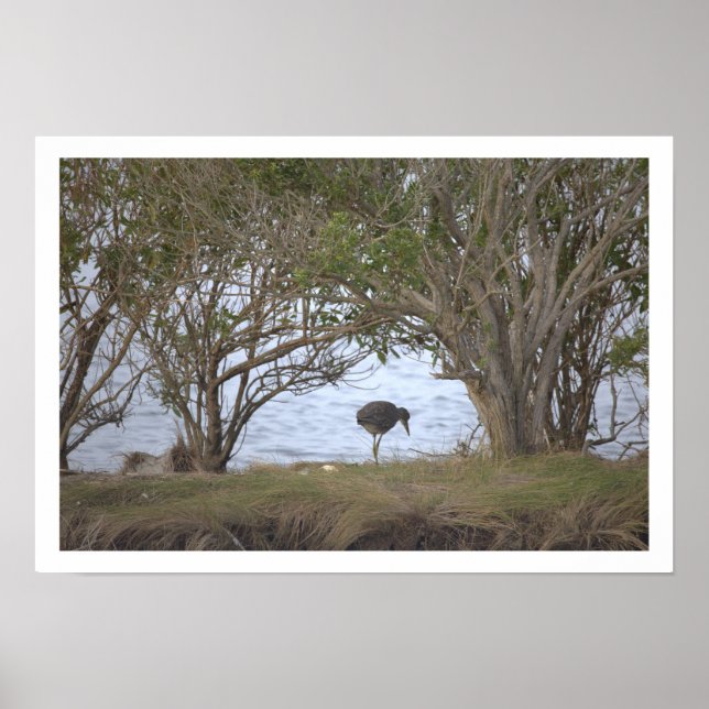 Póster Bird at the Refuge Poster (Frente)